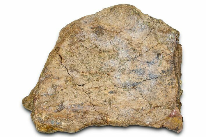 Dinosaur (Triceratops) Frill Shield Section - Wyoming #371525